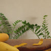 Hey! Chips mango crisps product video.